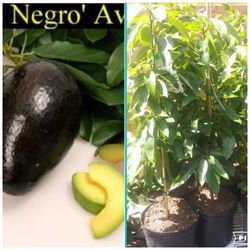 Oro Negro Avocado Grafted Trees 3gal 