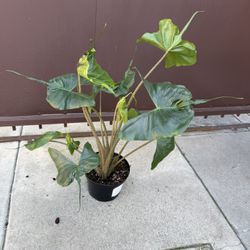 Alocasia Stingray In 8” Pot 
