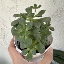 Haworth's aeonium Succulent 