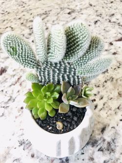 Succulent cactus arrangements flower plants home decor