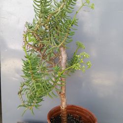 Pine Tree Succulent