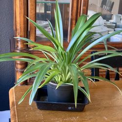 House plants / Indoor/ Spider plant