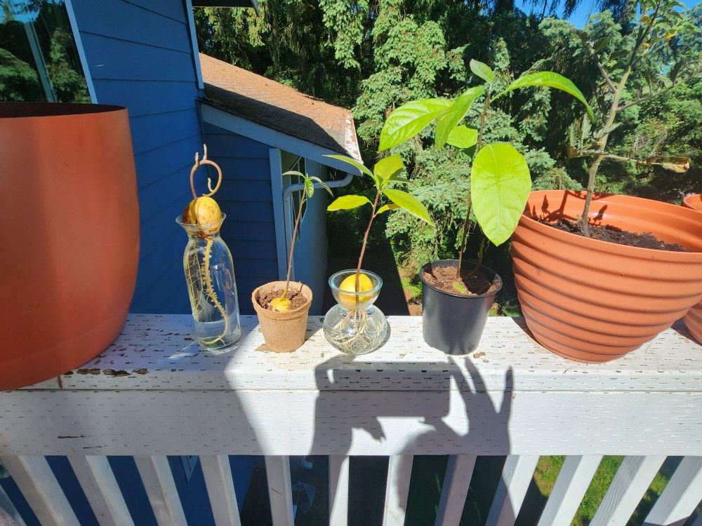 Avocado Plants