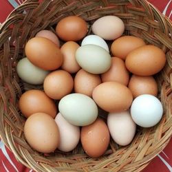 Fresh Eggs, Organic Egg, Free Range Eggs 