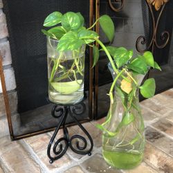 Real Home Decor Plants