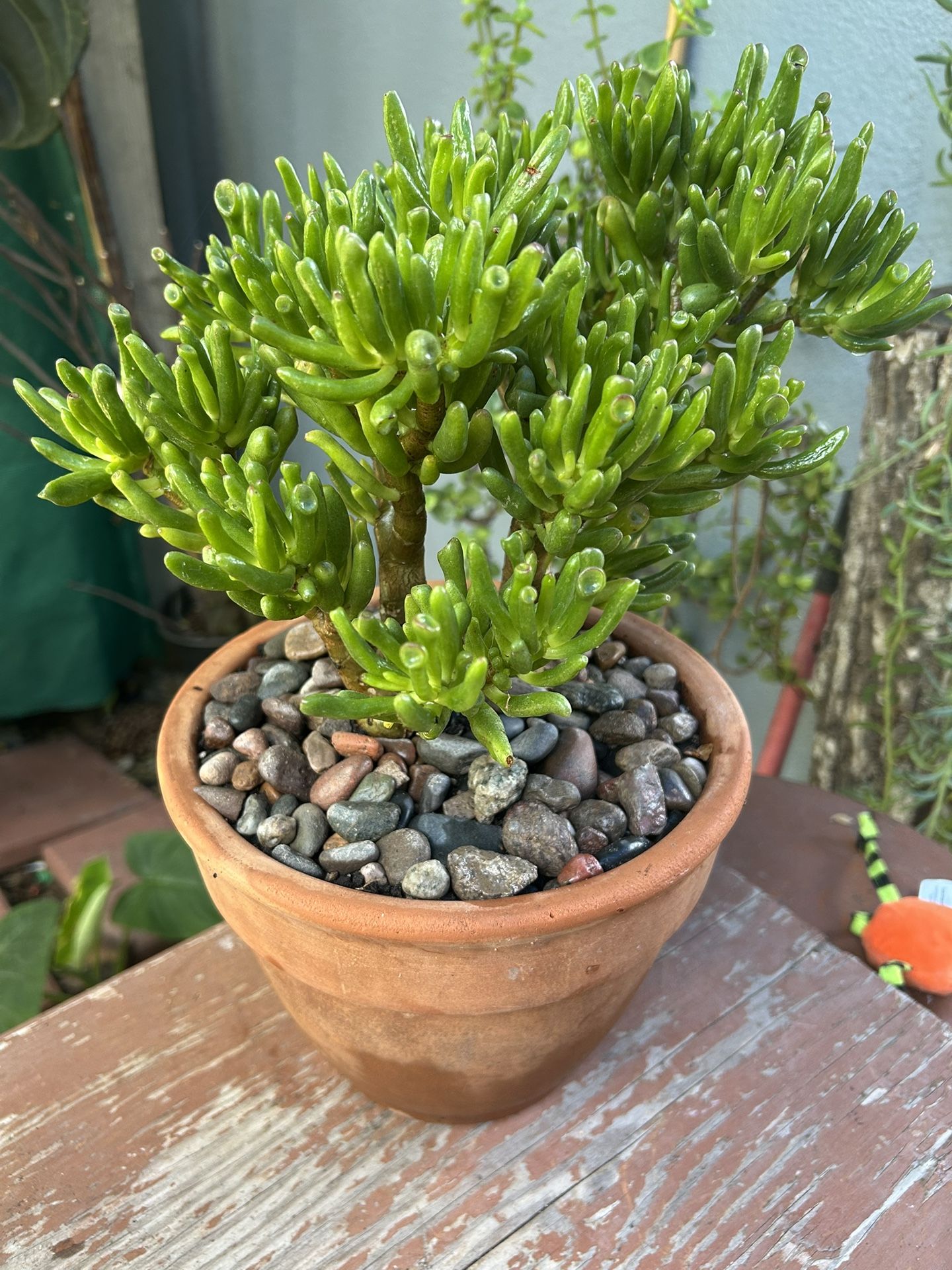 Succulents
