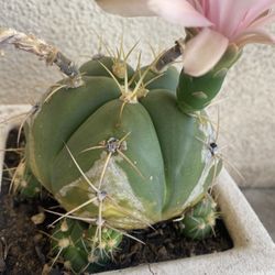 Cactus Blooming Plant, In 6 Inch Cerámic Pot Pick Up Only