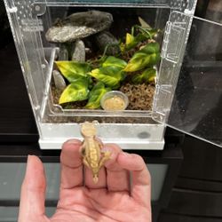 Reptile Tank Enclosure For Baby Crested Geckos 