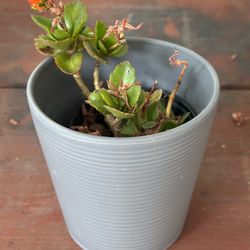 Three ceramic pots with succulents. Waite and Gray.