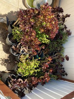 Succulants plants in 1 gallon pot $4.00