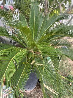 Sago Palm
