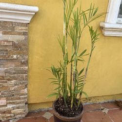 Bamboo Palm - For Sale