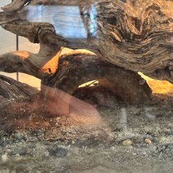 Leopard Gecko Tank Setup