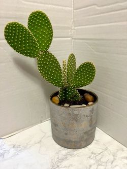 Cactus 🌵 plant 🪴