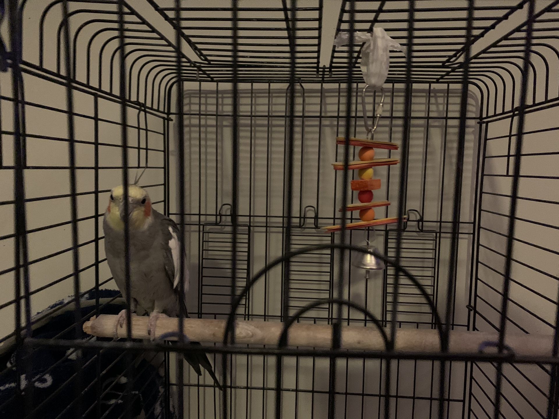 Cockatiel and bird cage