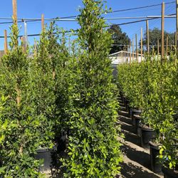 Ficus Nitida Privacy Hedge