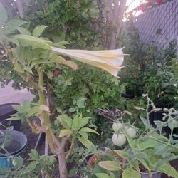 Flor De Trompeta O Flor difundió 