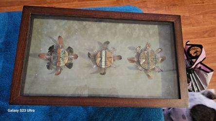 Framed Feather Turtle Shadow Box Art