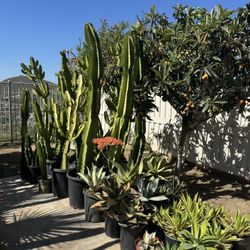 Giant Euphoriba Inges