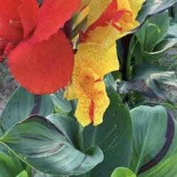 CLEOPATRA CANNA LILY