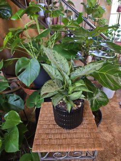 13in tall  live Dieffenbachia plant in new 6in black ceramic Pot with polished stones