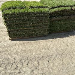St Augustine Sod