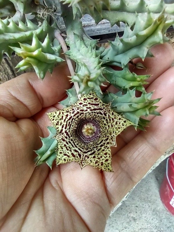 Stapelia Starfish 