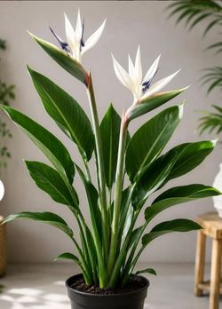 BIRD OF PARADISE