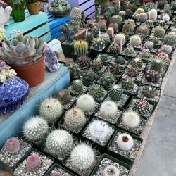 Cinco De Mayo Plant Sale! 