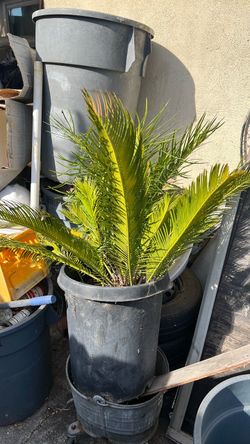 Sago Palm