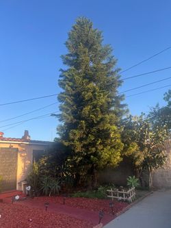 Beautiful Tree For Sale