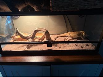 Bearded dragon enclosure and BD