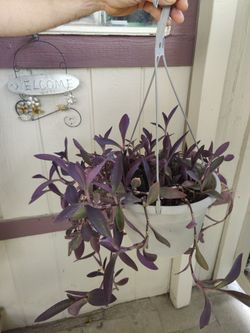 💜 PURPLE HEART EXTERIOR PLANT / $10 / CORAZON PURPURA / NELLIS BLVD AND CHEYENNE AVE