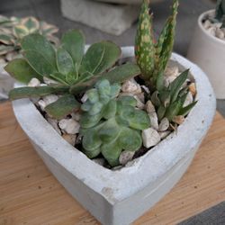 Rustic Handcrafted Heart Shaped Planters With Succulents 