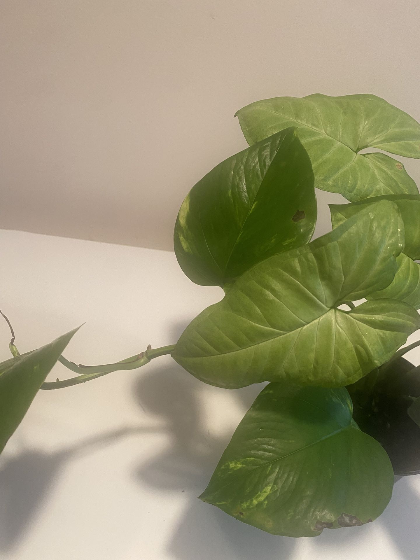 Big leaf pothos growing together with an arrow head plant in 5” pot