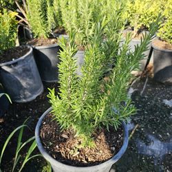 Rosemary