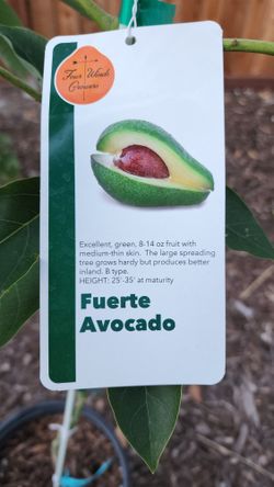 Fuerte Avocado Tree