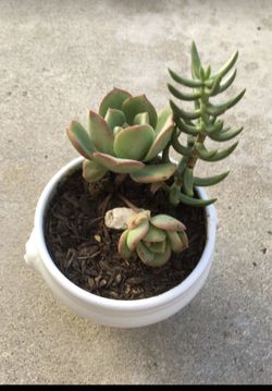 Mini succulents