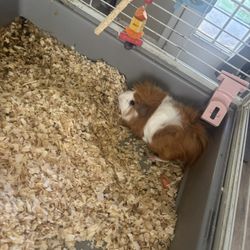 Guinea Pig 