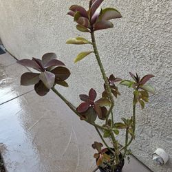 African Milk Tree.