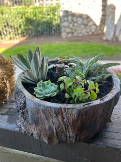 Succulent Plants for Sale