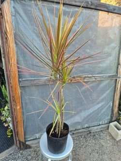 Dracaena Colorama Plant 10" pot