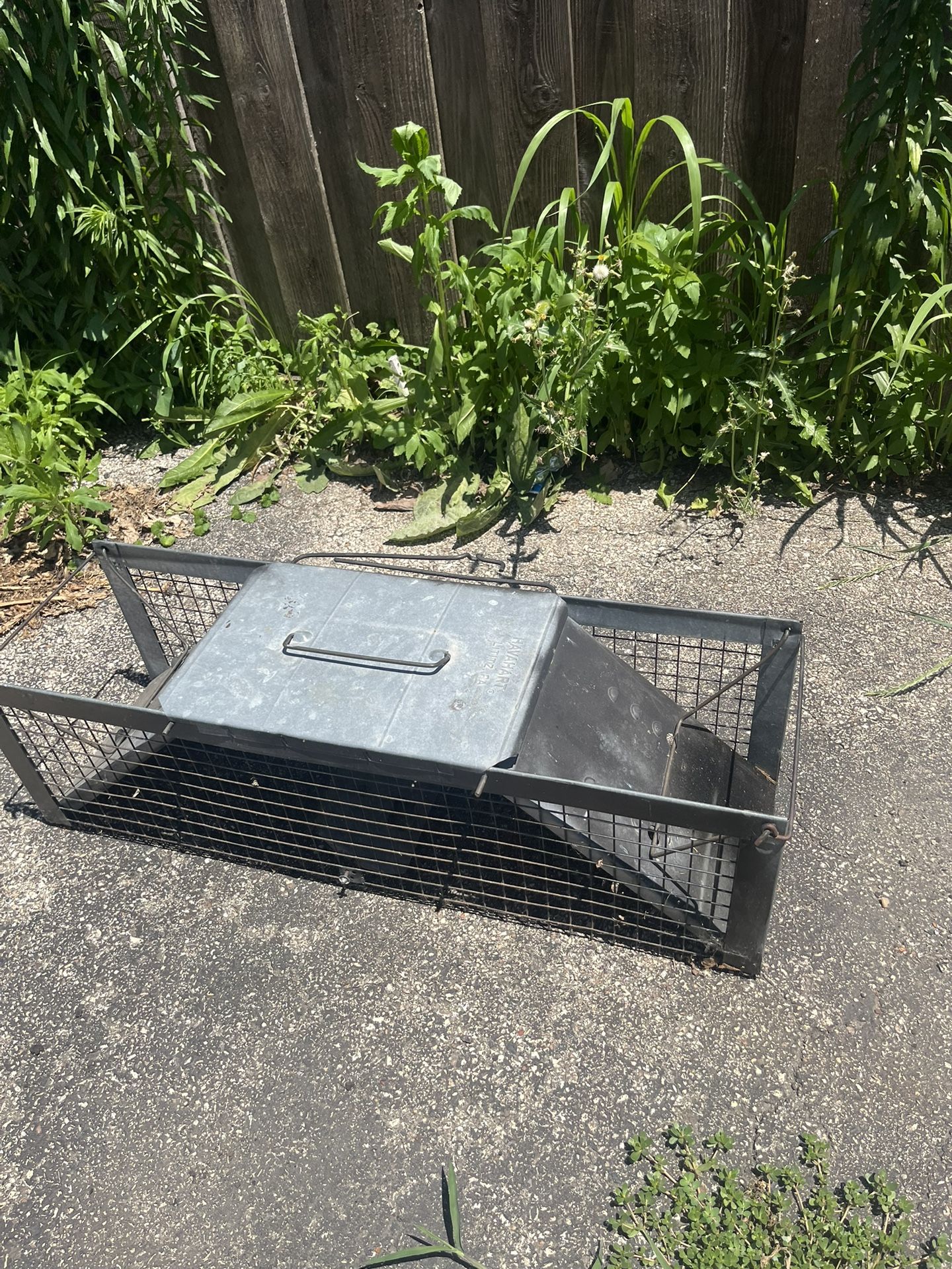 Animal Trap