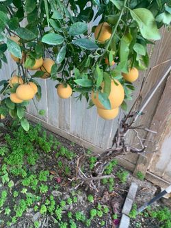 Yellow lemons 5 for 1$