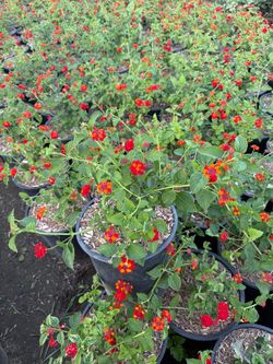 Dallas Red Lantana 5-gallon