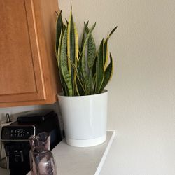 Snake Plant In Pot