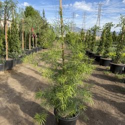Podocarpus Privacy Hedge Trees - 15 Gal. Pot