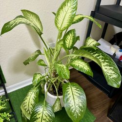 Live Houseplant 43" Dieffenbachia Tropic Snow