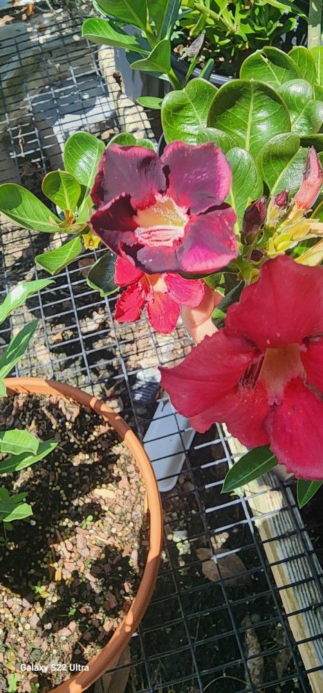 Desert Flowers: Mixed Colors For Sale