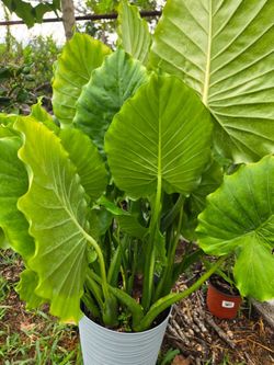 Foliage